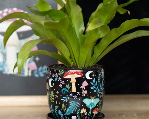 Plant Pots