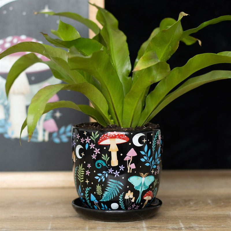 Plant Pots